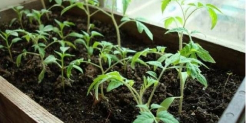 Sadnice paradajza ne rastu: šta učiniti